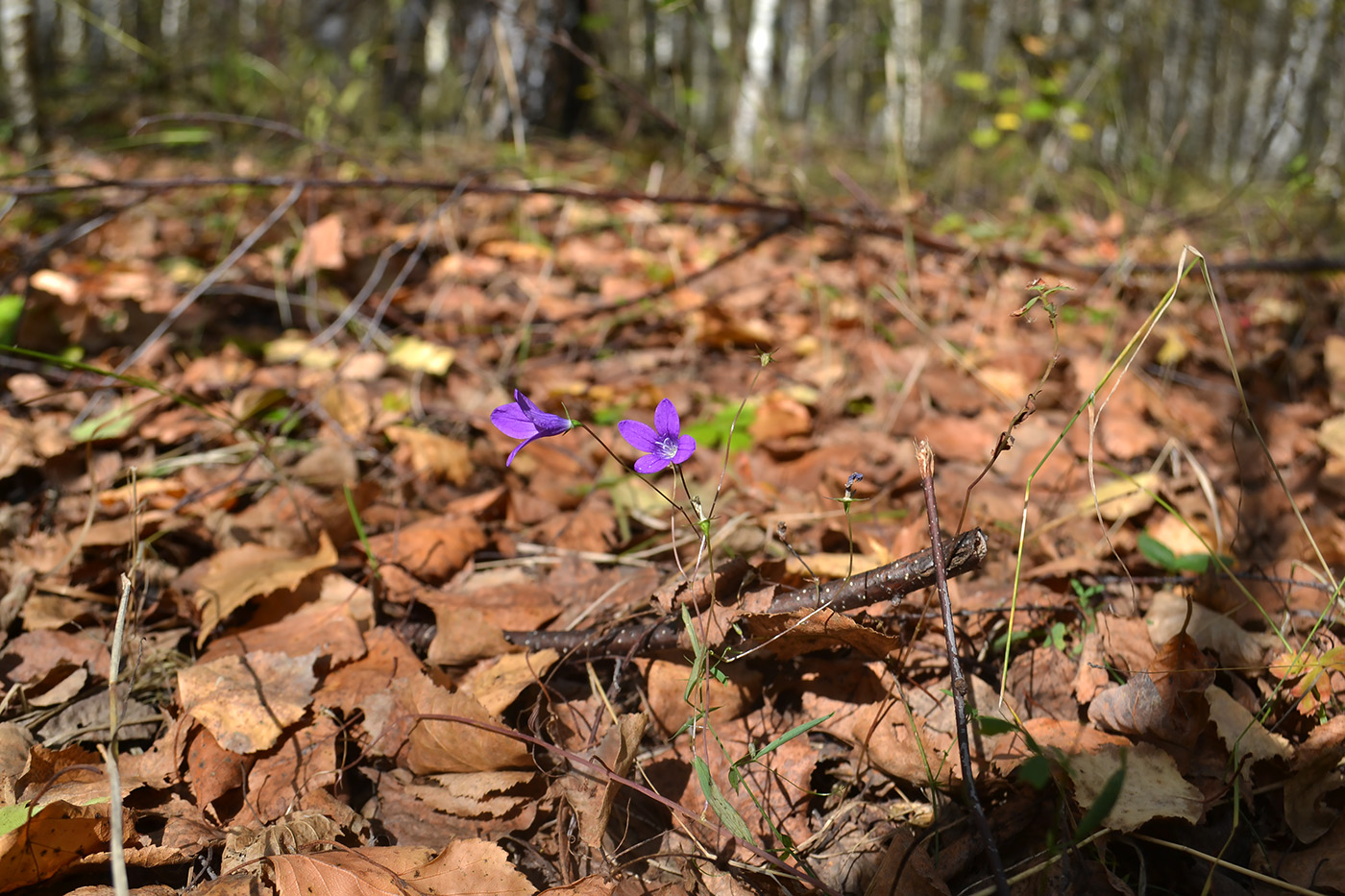 Image of Campanula patula specimen.