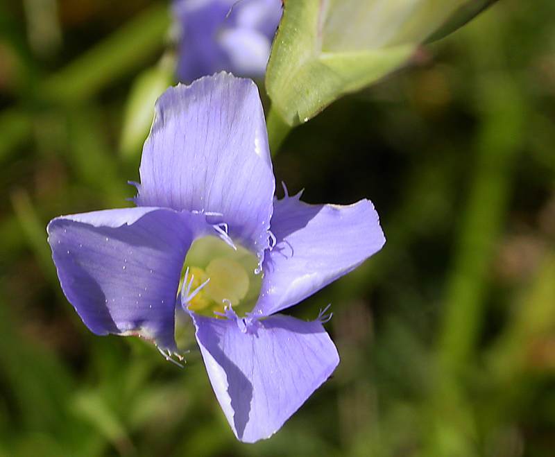 Image of Gentianopsis barbata specimen.