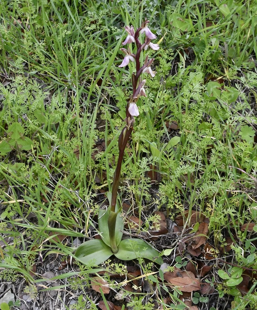 Изображение особи Anacamptis collina.