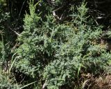 Juniperus foetidissima. Ветви. Краснодарский край, м/о Новороссийск, окр. с. Сукко, окр. оз. Сукко, залесённый левый борт долины. 14.06.2021.