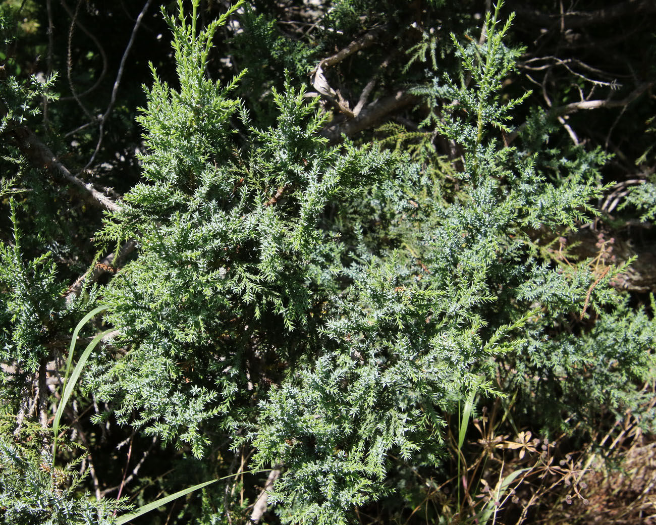 Image of Juniperus foetidissima specimen.