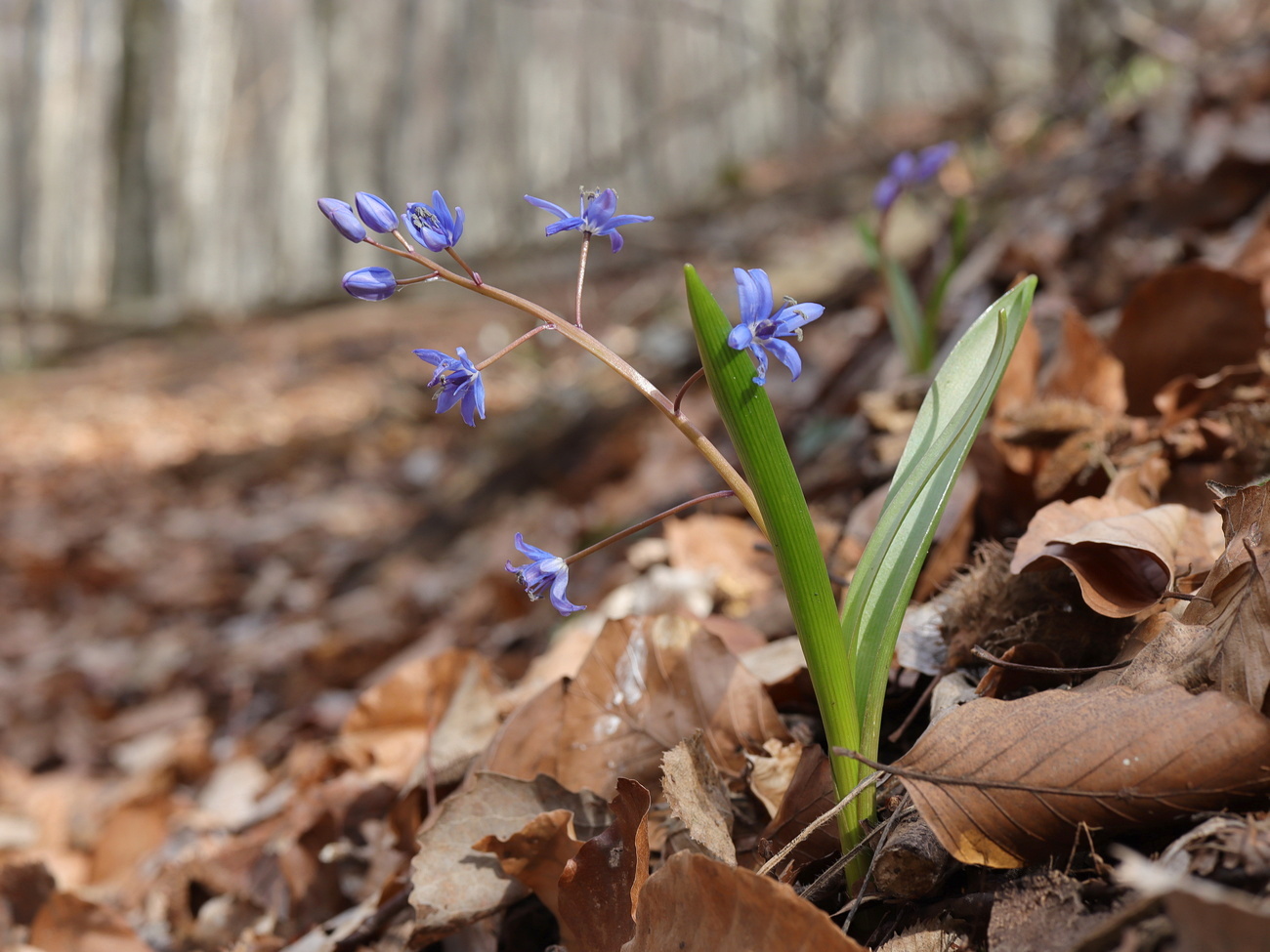 Image of Scilla bifolia specimen.