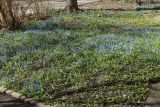 Scilla siberica. Аспект цветущих растений. С.-Петербург, Кировский р-н, палисадник во дворе жилого дома. 13.04.2025.