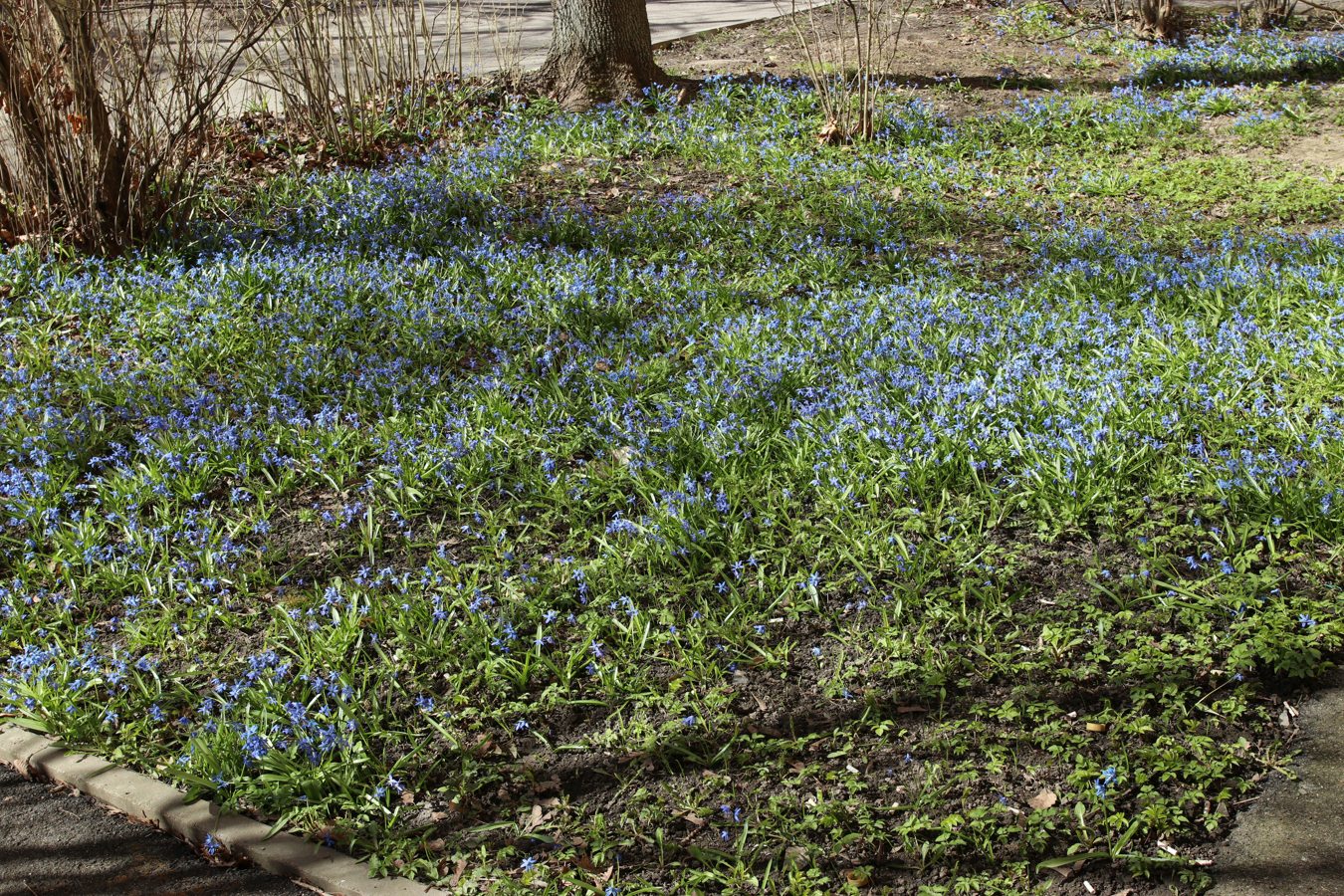 Image of Scilla siberica specimen.