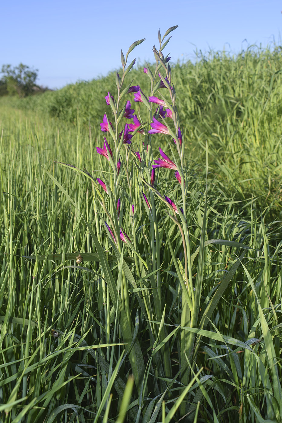 Изображение особи Gladiolus italicus.