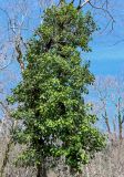 View full-size image Hedera colchica