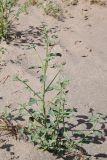 View full-size image Heliotropium dasycarpum