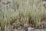 View full-size image Psylliostachys leptostachya