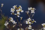 View full-size image Arabidopsis arenosa