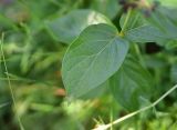 View full-size image genus Vincetoxicum