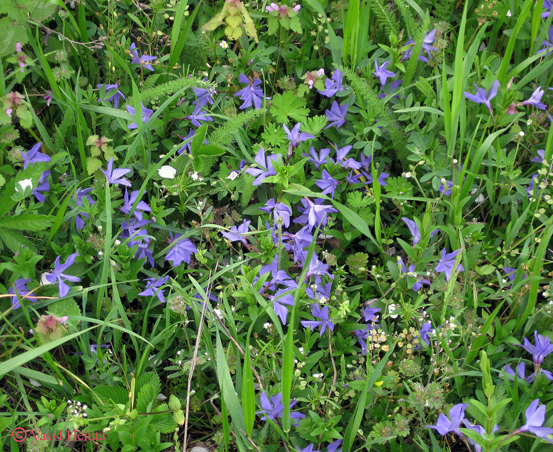 Image of Vinca herbacea specimen.