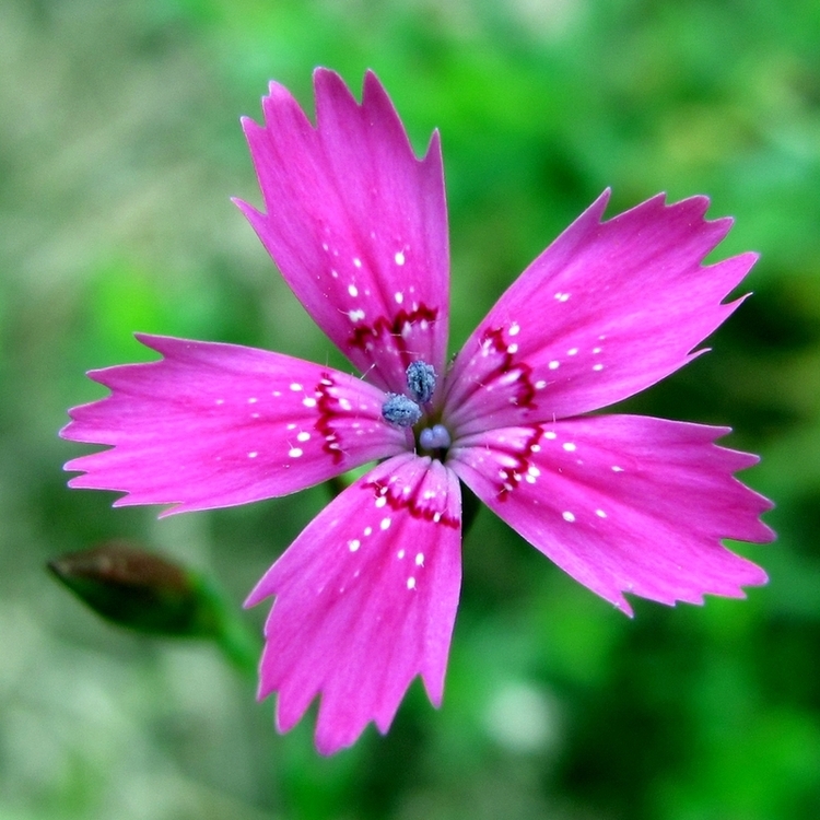 Изображение особи Dianthus deltoides.