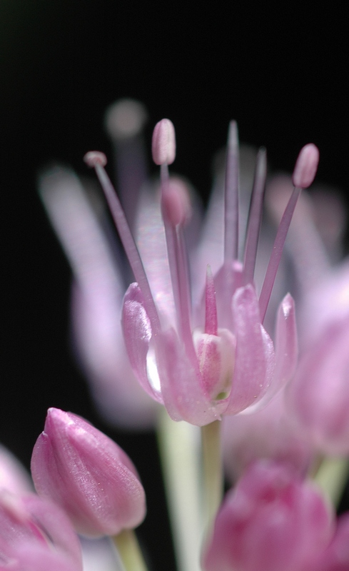 Image of Allium hymenorhizum specimen.