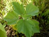 Althaea officinalis. Верхушка молодого растения. Новосибирская обл., Карасукский р-н, окрестности бывшего с. Баское, берег канала. 26.07.2011.