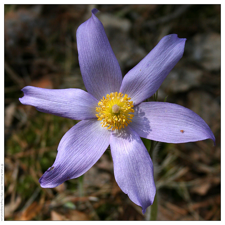 Изображение особи Pulsatilla patens.