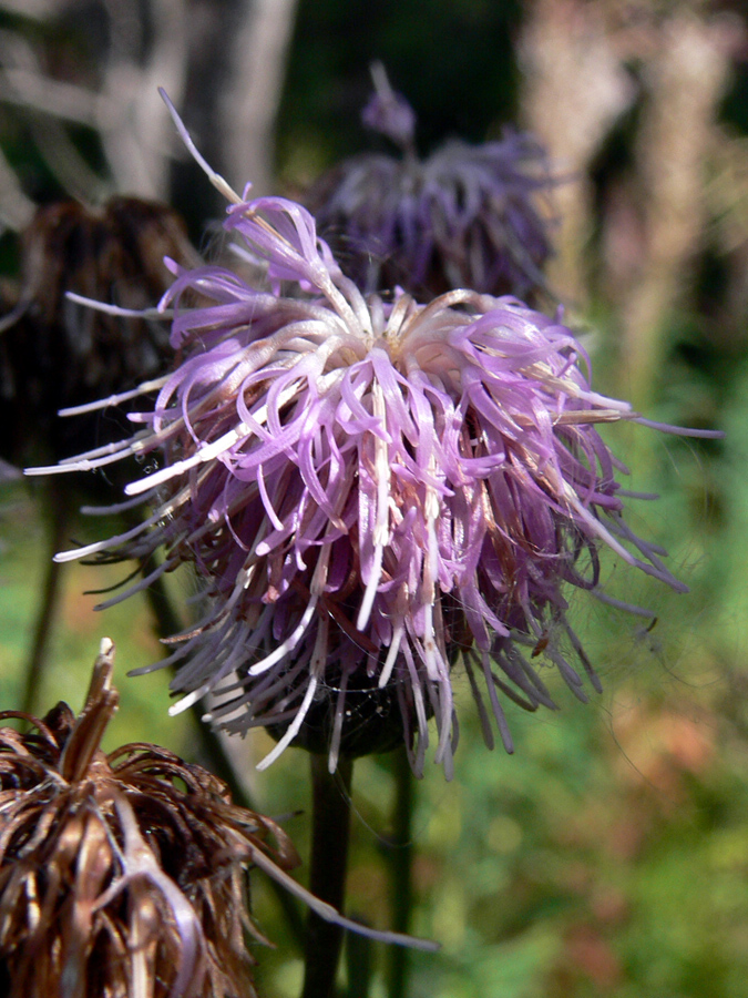 Изображение особи Cirsium setosum.