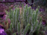 Lycopodium annotinum. Побег со стробилом. Курская обл., Железногорский р-н, с. Жидеевка, ур. Жидеевская дача, дачи \"Ягодка\". 6 июля 2008 г.