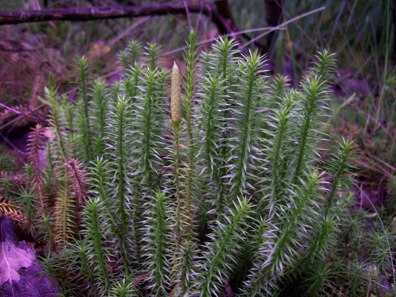 Изображение особи Lycopodium annotinum.