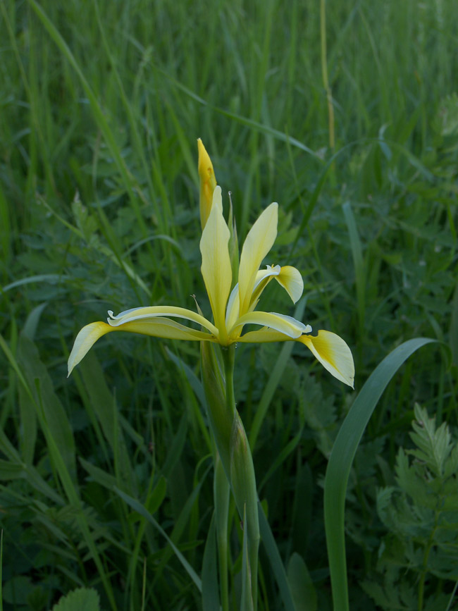 Изображение особи Iris halophila.