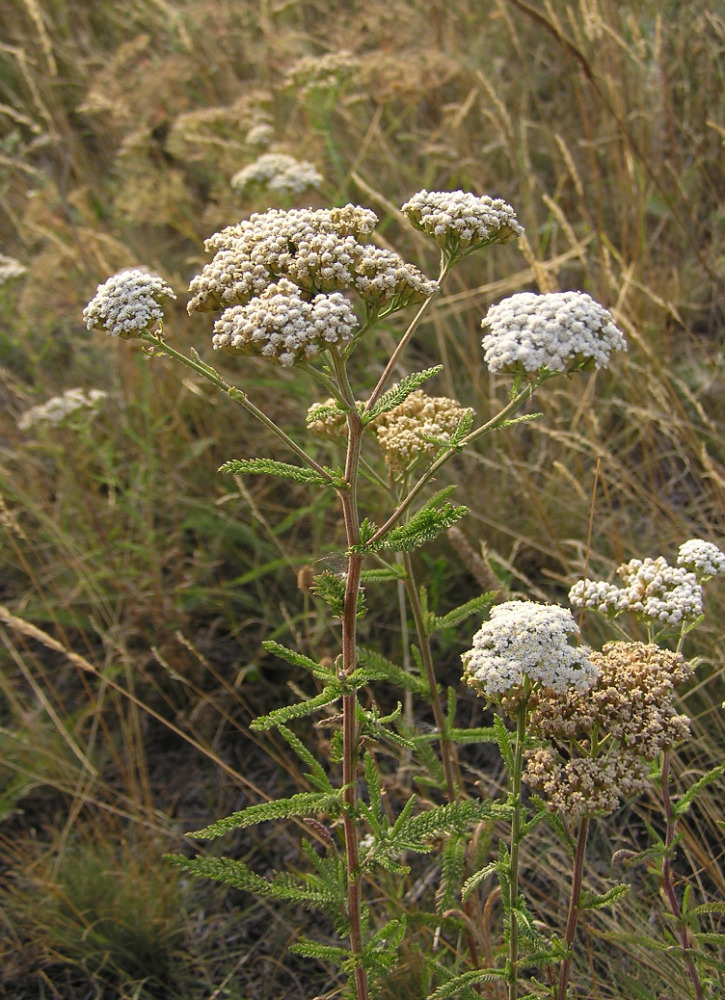 Image of Achillea setacea specimen.