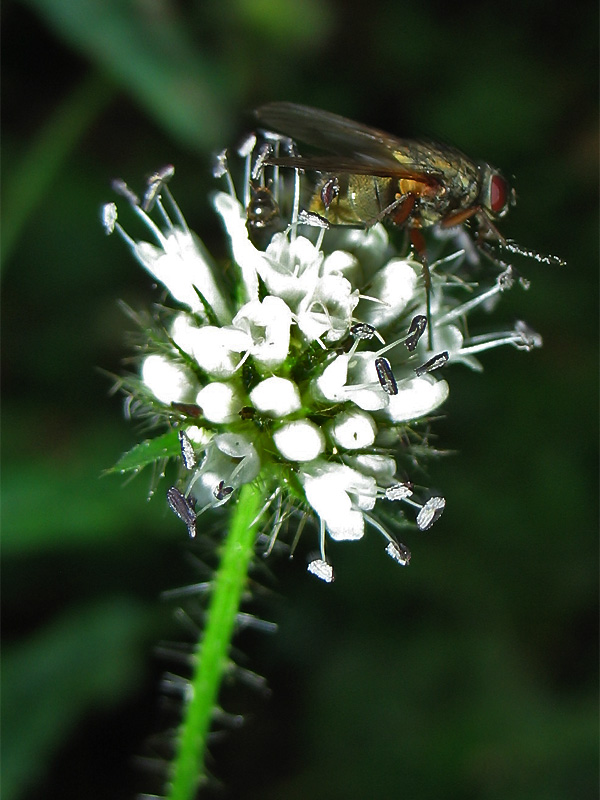 Image of Dipsacus pilosus specimen.