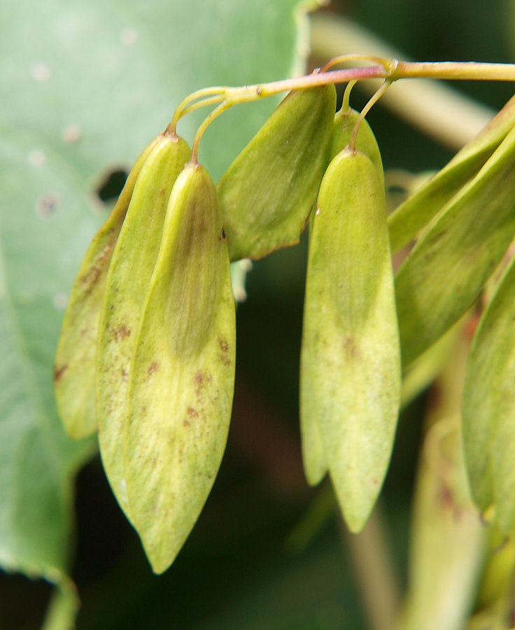 Image of genus Fraxinus specimen.