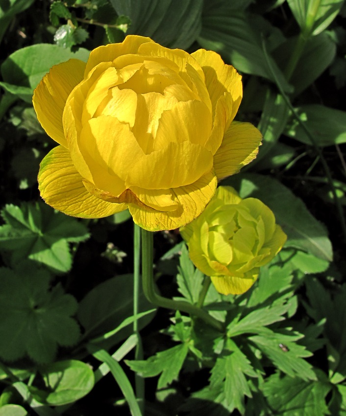 Image of Trollius europaeus specimen.