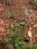 Taraxacum marklundii. Плодоносящие растения. Свердловская обл., окр. г. Североуральск, правый берег канала Дублёр, известняковая осыпь по склону. 03.06.2011.