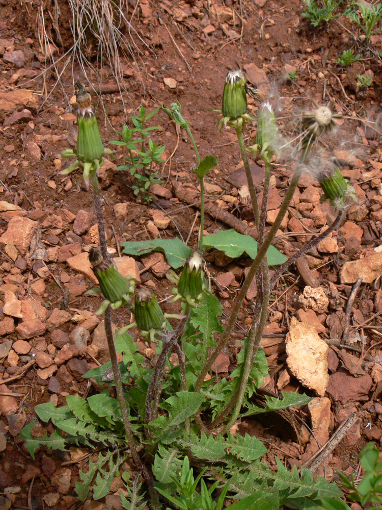 Image of Taraxacum marklundii specimen.