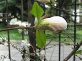 Magnolia × loebneri