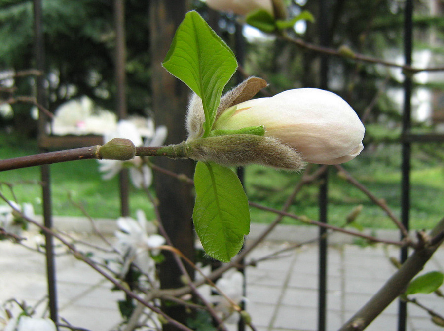 Image of Magnolia &times; loebneri specimen.