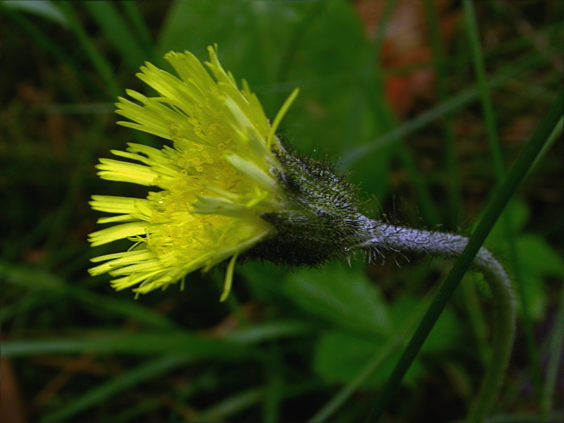 Image of Pilosella officinarum specimen.