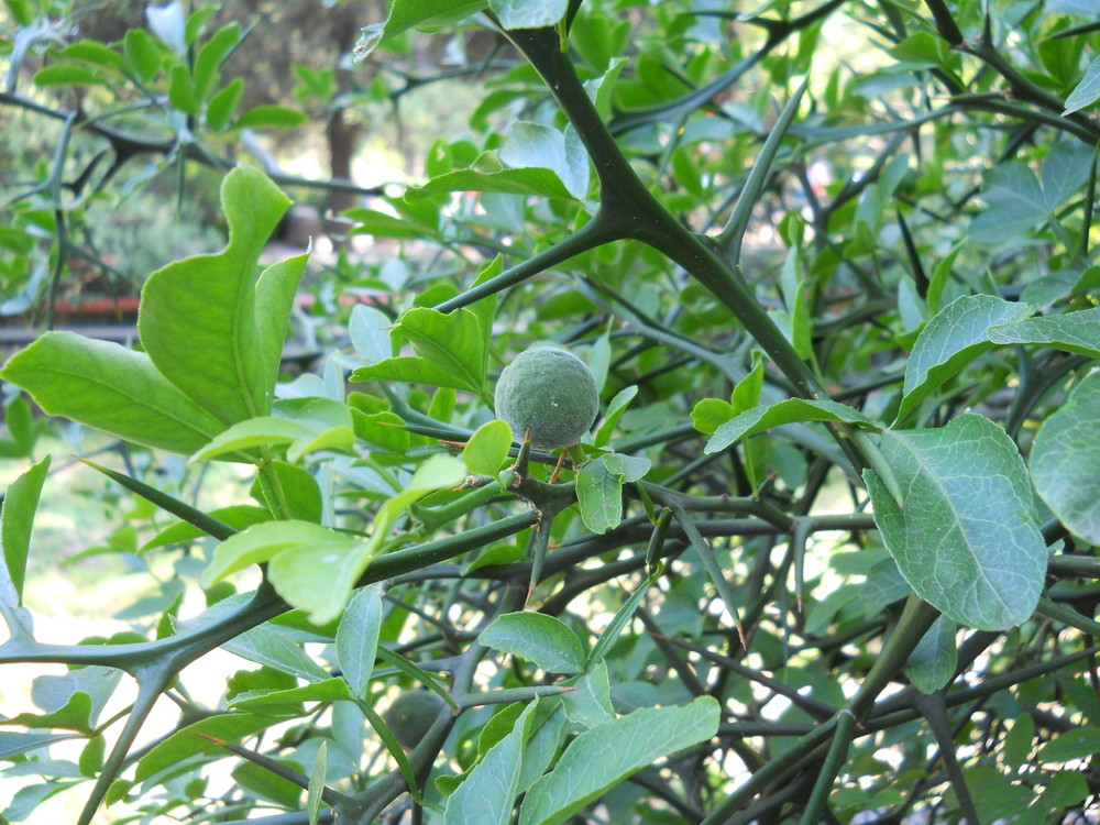 Image of Poncirus trifoliata specimen.