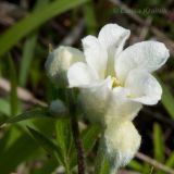 Clematis hexapetala