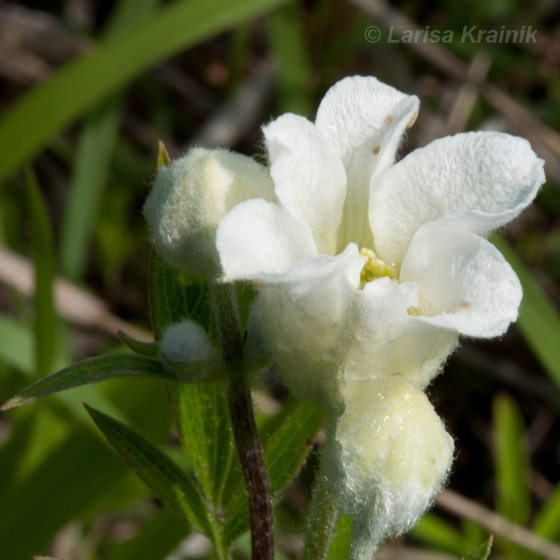 Image of Clematis hexapetala specimen.