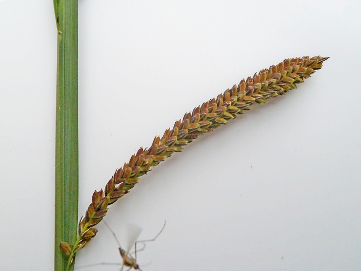 Image of genus Carex specimen.