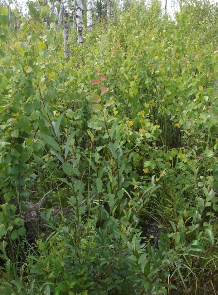 Изображение особи Salix phylicifolia.