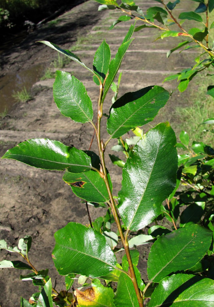 Изображение особи Salix phylicifolia.