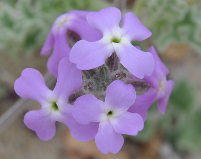 Изображение особи Matthiola tricuspidata.