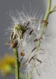 Senecio inaequidens. Соплодие с осыпающимися плодами. Германия, г. Кемпен, у дороги. 06.09.2012.