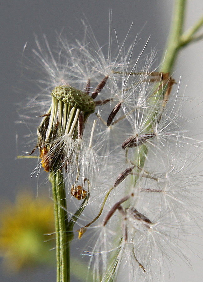 Image of Senecio inaequidens specimen.