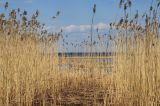 Phragmites australis