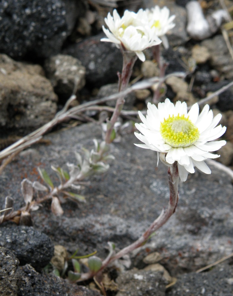 Изображение особи Anaphalioides bellidioides.