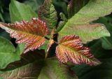 Viburnum opulus