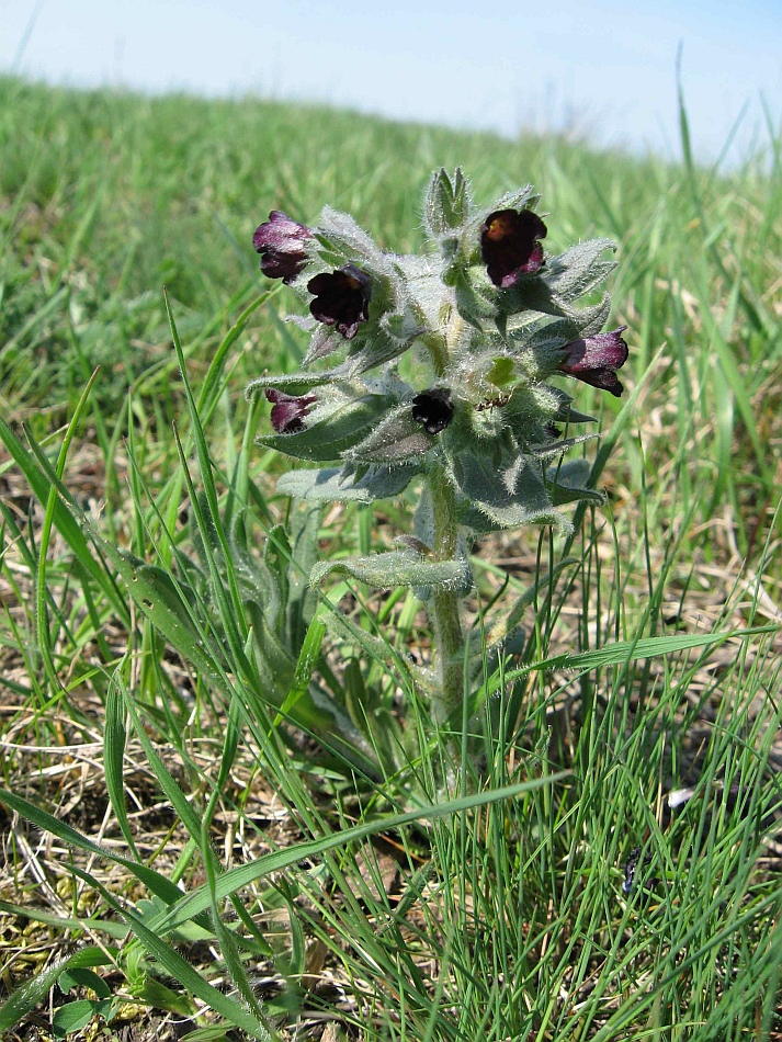 Изображение особи Nonea rossica.