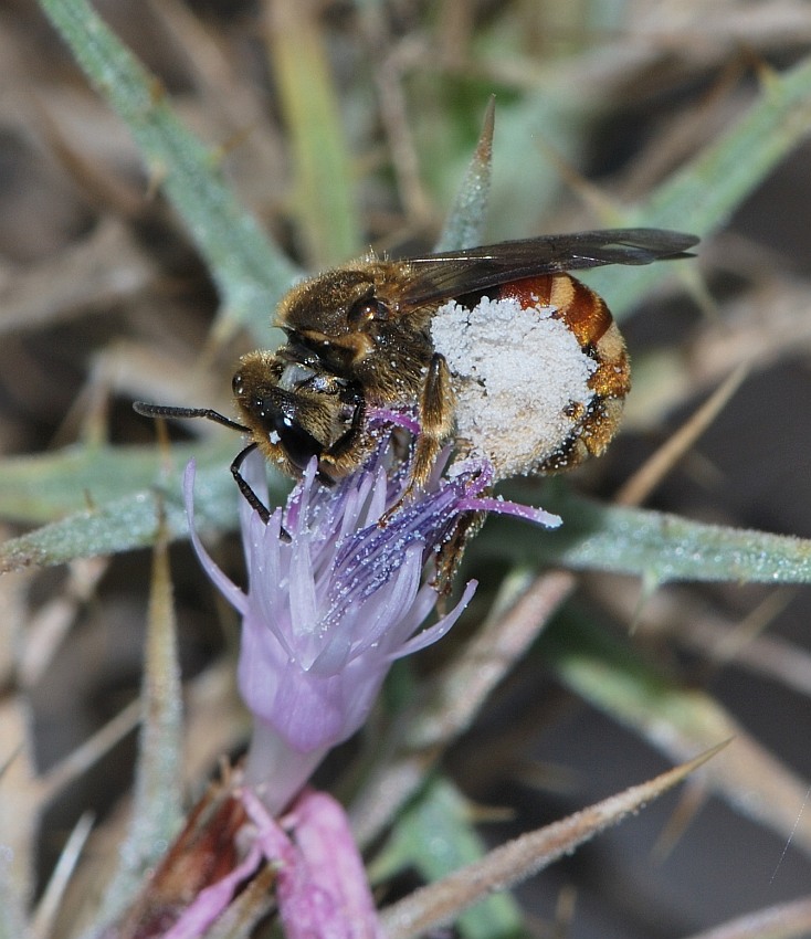 Image of Carthamus tenuis specimen.