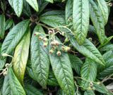 Cotoneaster salicifolius. Соплодие и листья. Монако, Монако-Вилль, спуск со Скалы у Океанографического музея. 19.06.2012.