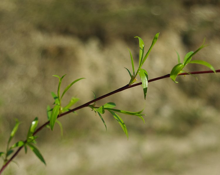 Изображение особи Salix acutifolia.