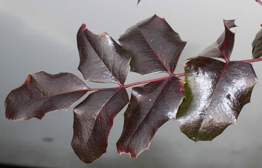 Image of Mahonia aquifolium specimen.