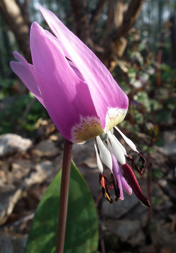 Изображение особи Erythronium sulevii.